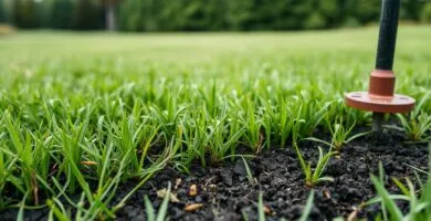 can you mow after aeration