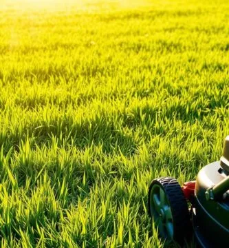 how long should you wait to mow after fertilizing