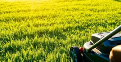 how long should you wait to mow after fertilizing