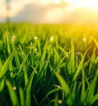 how long to wait to mow after rain