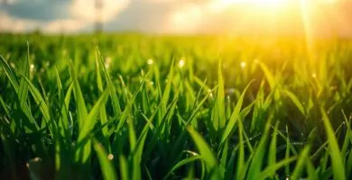 how long to wait to mow after rain