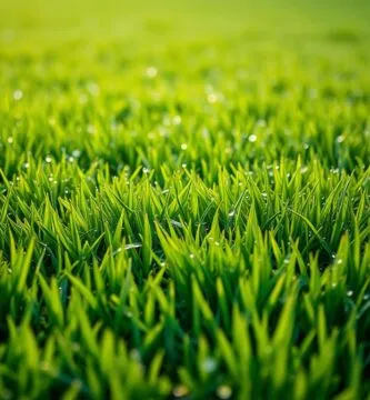 can you mow after rain
