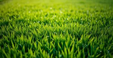 can you mow after rain