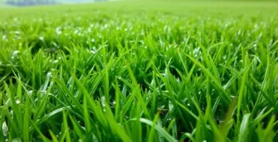 can you mow the lawn in the rain