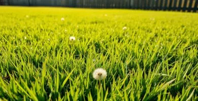 what height to mow bermuda grass