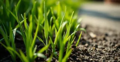 when can you mow after overseeding