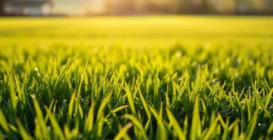 when mow after overseeding