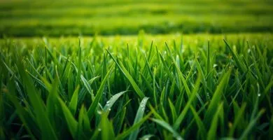can you mow after it rains