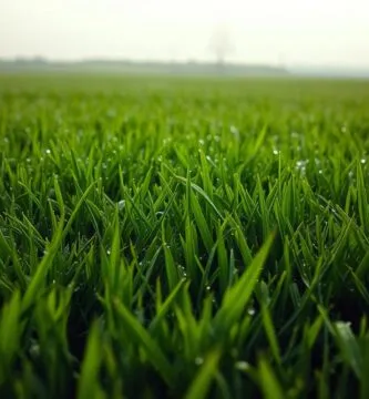 can i mow lawn when wet