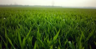 can i mow lawn when wet