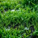 how long after rain to mow