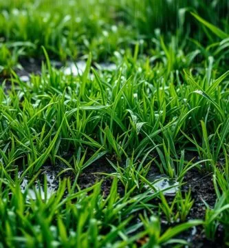 how long after rain to mow