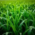 should you mow a wet lawn