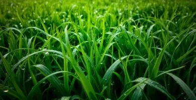 should you mow a wet lawn