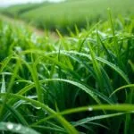 can i mow in the rain