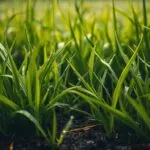 how long after rain can you mow