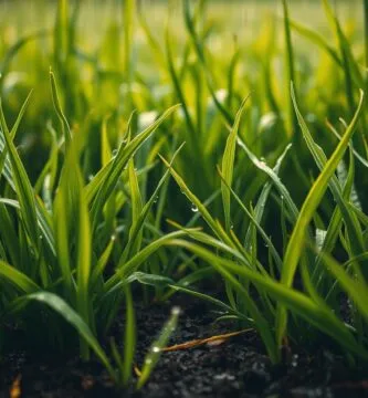 how long after rain can you mow