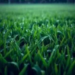 is it ok to mow after rain