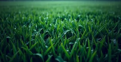 is it ok to mow after rain