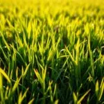 how tall should new grass be before mowing