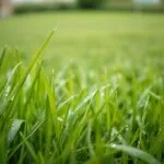 should you mow wet grass