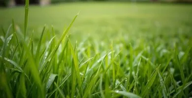 should you mow wet grass